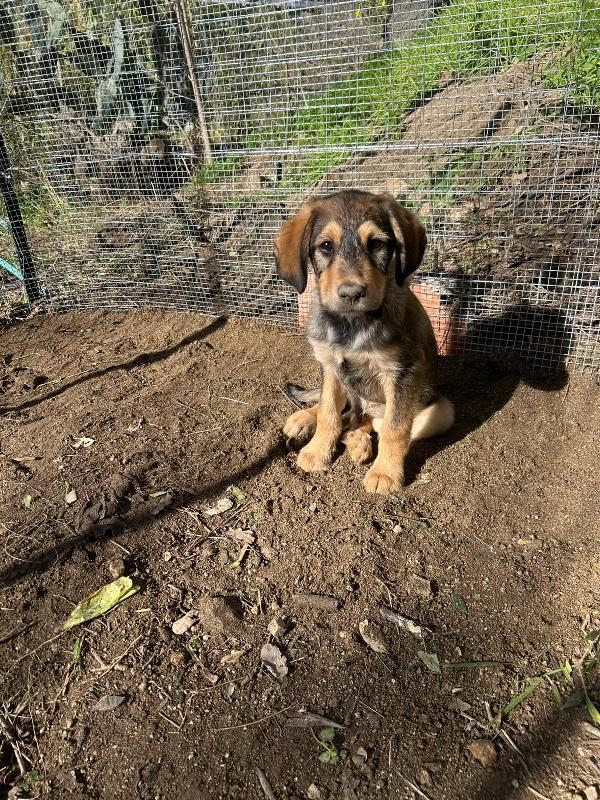 Toby Dolce Cucciolo Cerca Famiglia  Foto 6